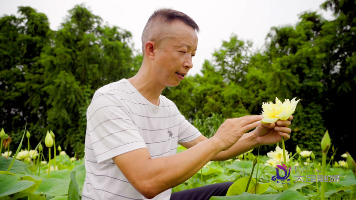 培育出黄色品种的荷花是难上加难的事。