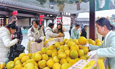 梁平冬季旅游惠民消费季暨福you双桂·心归田园主题活动现场，游客在选购梁平柚。记者孙莎莎 摄